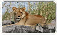 Busch Gardens Tampa Group Tickets