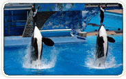 SeaWorld Orlando Group Tickets